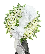 Kệ tang lan thái trắng 5