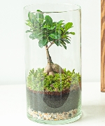 Terrarium small garden