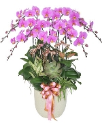 Tỏa Sắc Vinh Hoa