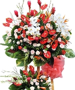 Sự Nghiệp Tấn Tới