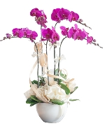 Lan Hồ Điệp Mẫu 4