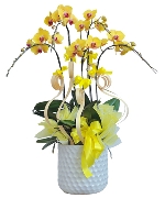 Lan hồ điệp mẫu 20