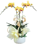 Lan hồ điệp mẫu 19