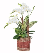 Hồ điệp mini 04