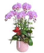 Hồ điệp như ý 02
