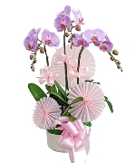 Hồ điệp hồng 6