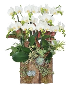 Hồ điệp mini 07