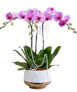 Quà tặng hồ điệp 08
