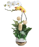 Quà tặng hồ điệp 11
