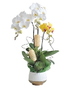 Quà tặng hồ điệp 12