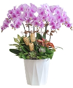 Quà tặng hồ điệp 14