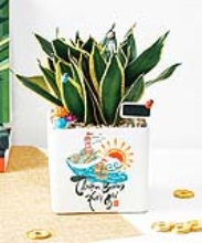 Lưỡi hổ tài lộc