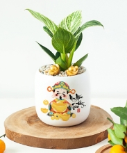 May mắn tràn đầy