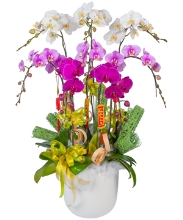 Hồ điệp mix màu 8 cành