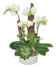 Hồ điệp mini 05