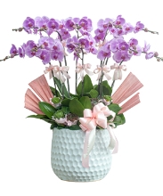 Hồ điệp hồng 10 cành