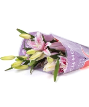Lily kép hồng tươi (5 cành)
