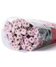 Cúc rossi hồng CTY (10cành)