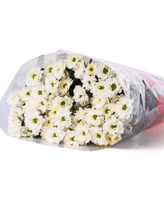 Cúc rossi trắng CTY (10 cành)