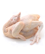 Gà mái dầu  (Gà ta thả vườn, 2.3kg/con)