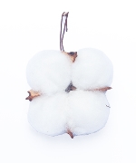 Bông gòn tuyết (10 bông)