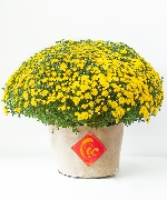 Cúc mâm xôi vải bố