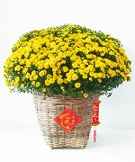 Cúc mâm xôi giỏ đan