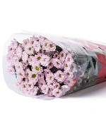 Cúc rossi hồng CTY (10cành)