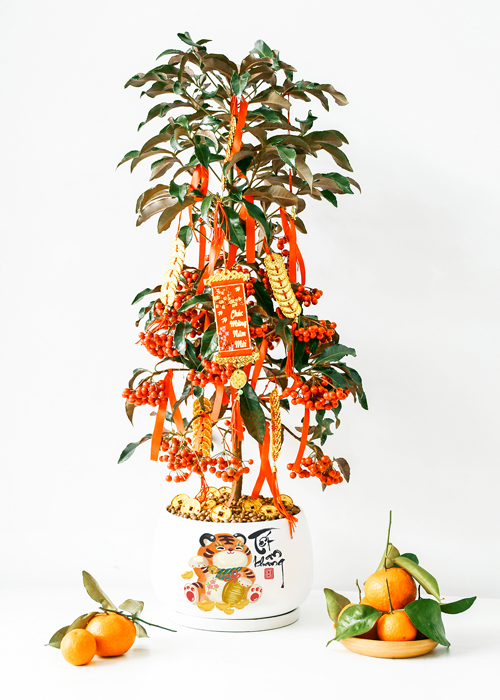 Desk plants Kim ngân lượng 1 Bonsai