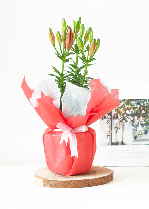 Desk plants Ly chậu đỏ mini Bonsai