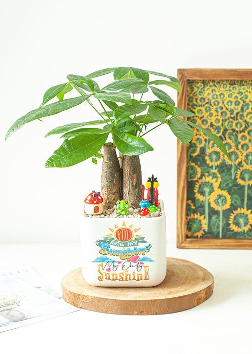 Desk plants Happy women's day 2 Bonsai