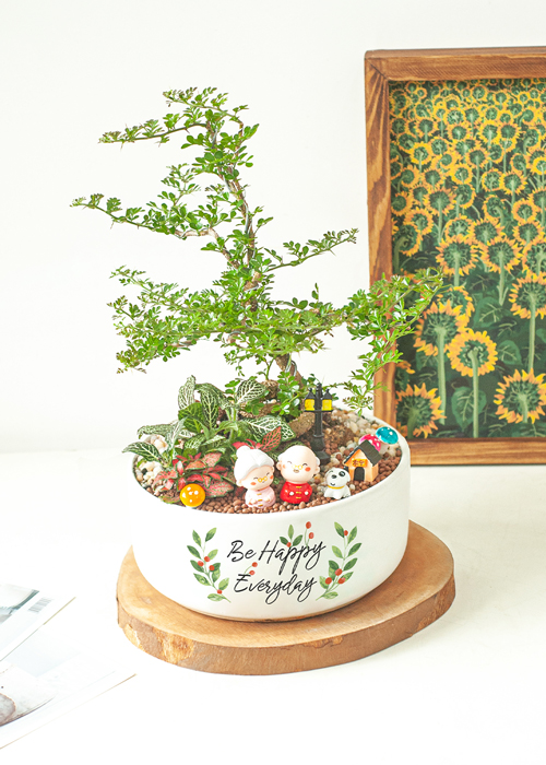 Desk plants Be Okay Bonsai