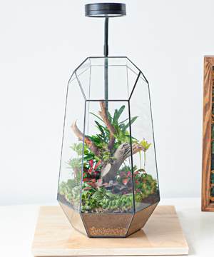 Mini Scene Terrarium Rain Forest Bonsai