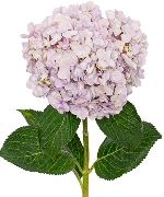 Cẩm tú cầu hồng Đà Lạt (cành)