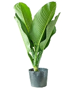 Đại phú gia (VP)