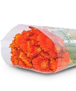 Đồng tiền cam nhí (20 cành)