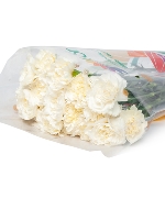 Cẩm chướng đơn trắng (20 cành)