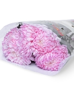 Cúc mẫu đơn hồng nhạt ĐL (5 cành)