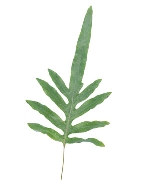 Dương xỉ bạc B (10 cành)