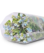 Hoa sao xanh (8-10 cành)