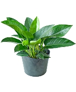 Trầu bà đế vương xanh (VP)