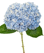 Cẩm tú cầu xanh dương Đà Lạt (cành)