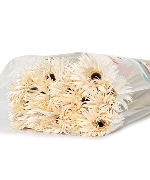 Đồng tiền tua trắng (20 cành)