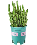 Xương rồng thanh sơn (lớn)