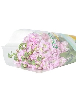 Phi yến kép hồng (10 cành)