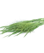Cỏ Suối (8-10 cành)
