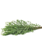 Lá tuyết mai (250-300gr)
