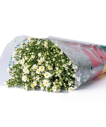 Thạch thảo trắng (500gr)