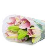 Hoa loa kèn hồng - Pink Lys  (10 bông)