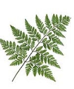 Dương xỉ A+ (20 cành)